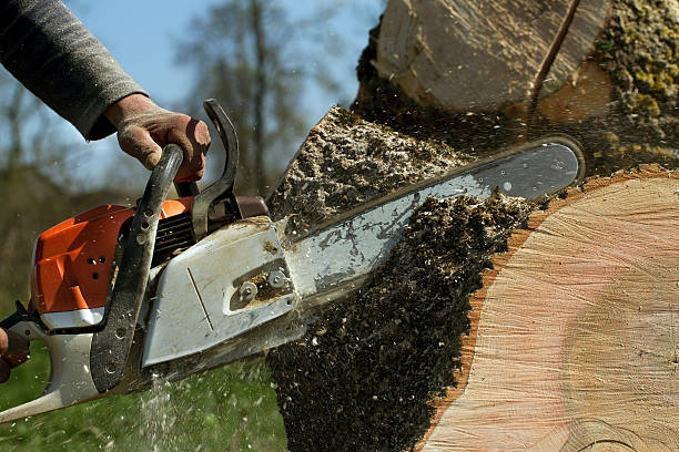 Best Large Tree Removal  in USA